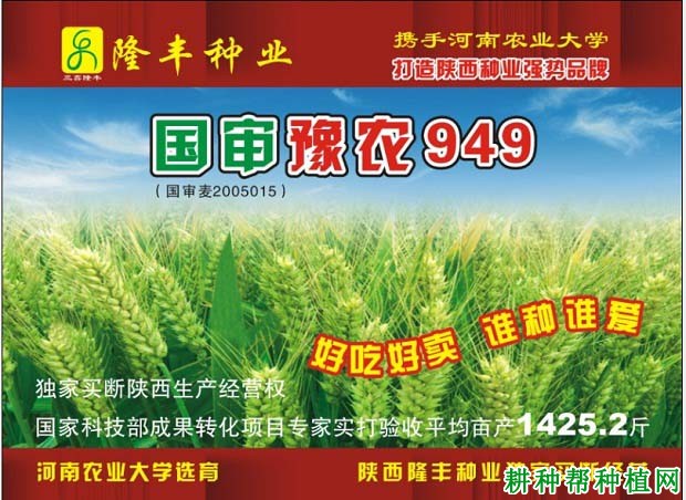 豫农949小麦品种好不好？