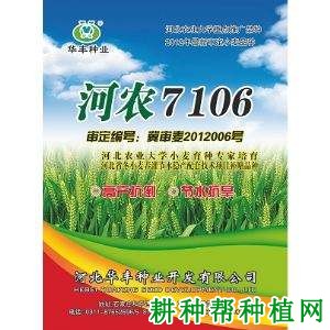 河农7106小麦品种好不好? 河农7106小麦品种好不好?