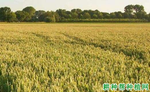漯麦4-168小麦品种好不好? 漯麦4-168小麦品种好不好?