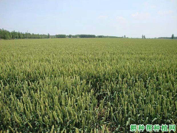 烟农24号小麦品种好不好? 烟农24号小麦品种好不好?