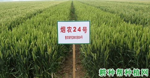 烟农24号小麦品种好不好? 烟农24号小麦品种好不好?