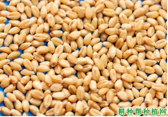 中麦66小麦品种好不好? 中麦66小麦品种好不好?