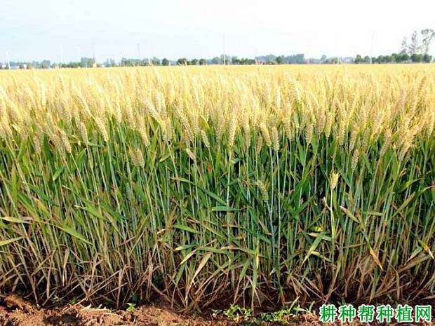中麦66小麦品种好不好? 中麦66小麦品种好不好?