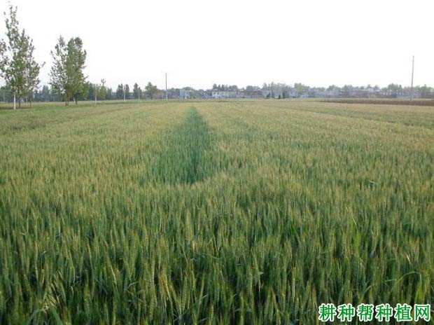 连麦5号小麦品种好不好? 连麦5号小麦品种好不好?