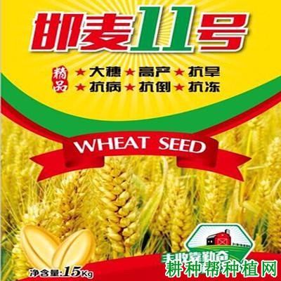 邯麦11号小麦品种好不好? 邯麦11号小麦品种好不好?