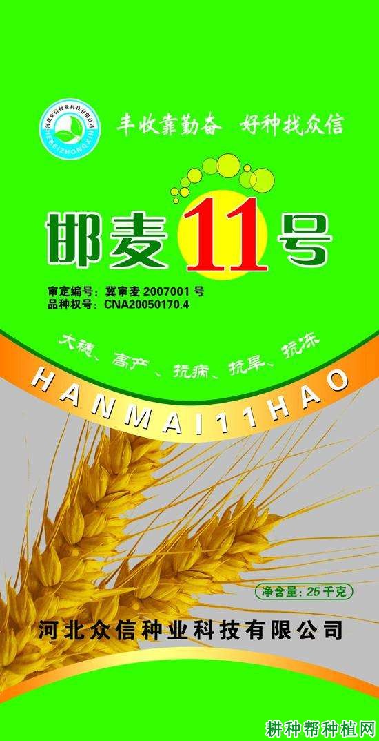 邯麦11号小麦品种好不好? 邯麦11号小麦品种好不好?