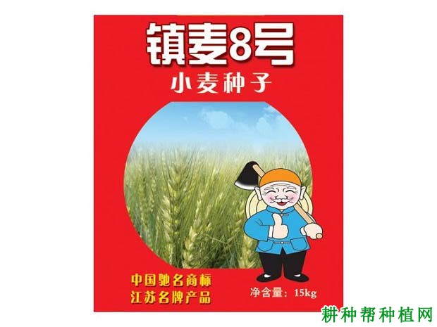 镇麦8号小麦品种好不好? 镇麦8号小麦品种好不好?