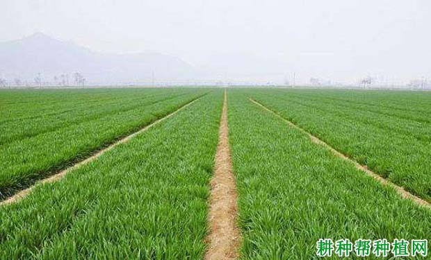 新麦30小麦品种好不好? 新麦30小麦品种好不好?