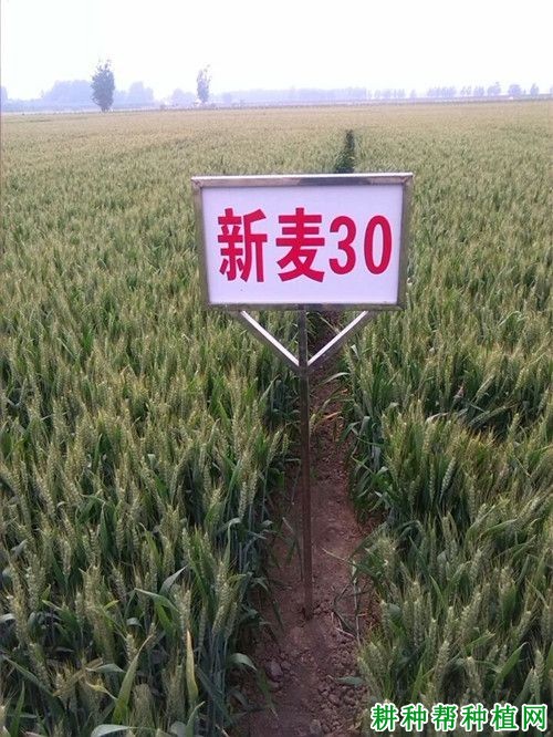新麦30小麦品种好不好? 新麦30小麦品种好不好?