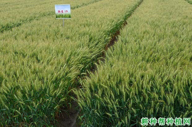 扬麦19小麦品种好不好? 扬麦19小麦品种好不好?