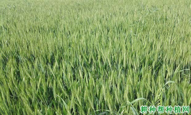 唐麦8号小麦品种好不好? 唐麦8号小麦品种好不好?