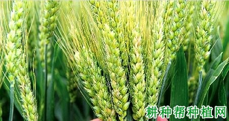 唐麦8号小麦品种好不好? 唐麦8号小麦品种好不好?