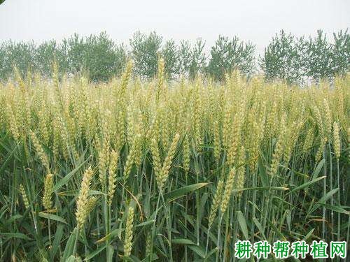 徐麦29小麦品种好不好? 徐麦29小麦品种好不好?
