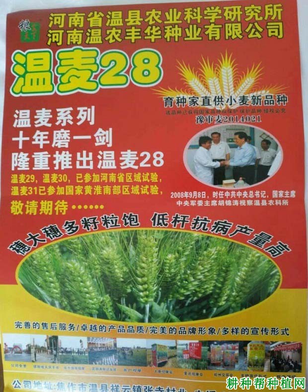 温麦28小麦品种好不好? 温麦28小麦品种好不好?