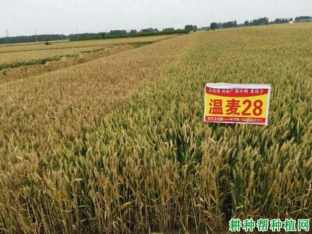 温麦28小麦品种好不好? 温麦28小麦品种好不好?
