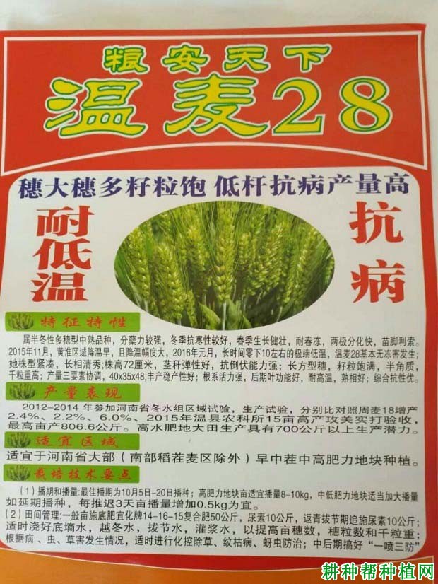 温麦28小麦品种好不好? 温麦28小麦品种好不好?