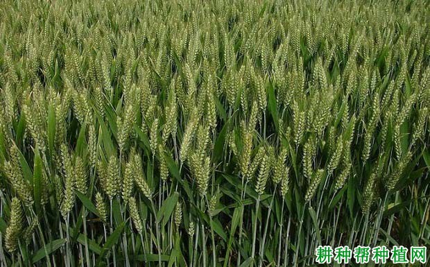 邓麦996小麦品种好不好? 邓麦996小麦品种好不好?