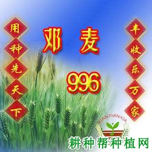 邓麦996小麦品种好不好? 邓麦996小麦品种好不好?