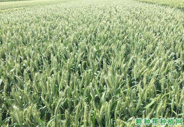 垦九10号小麦品种好不好? 垦九10号小麦品种好不好?