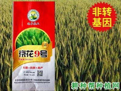 京花9号小麦品种好不好? 京花9号小麦品种好不好?