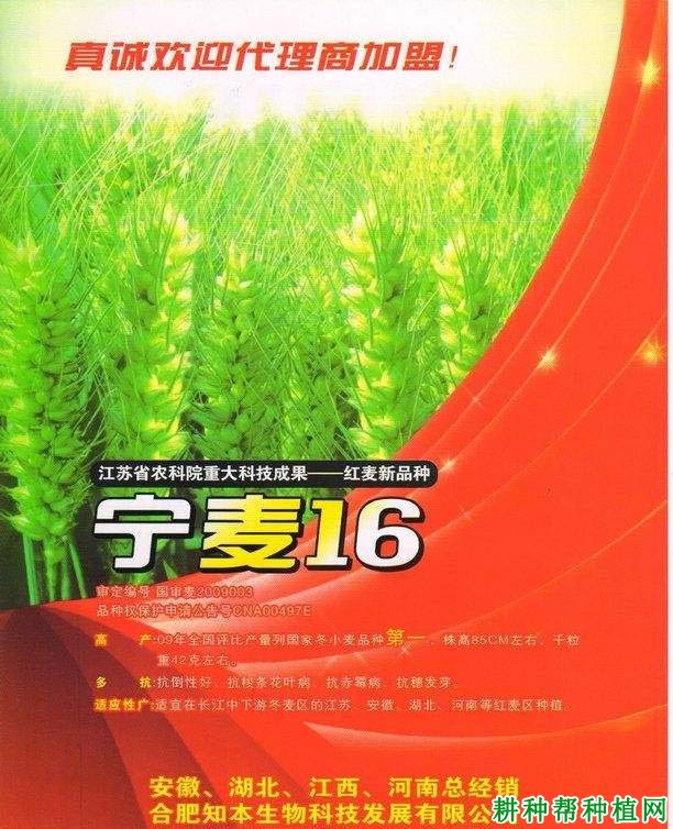 宁麦16小麦品种好不好? 宁麦16小麦品种好不好?