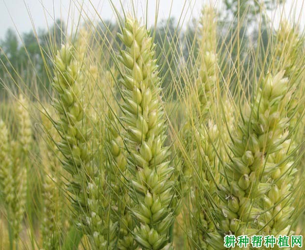 宁麦16小麦品种好不好? 宁麦16小麦品种好不好?