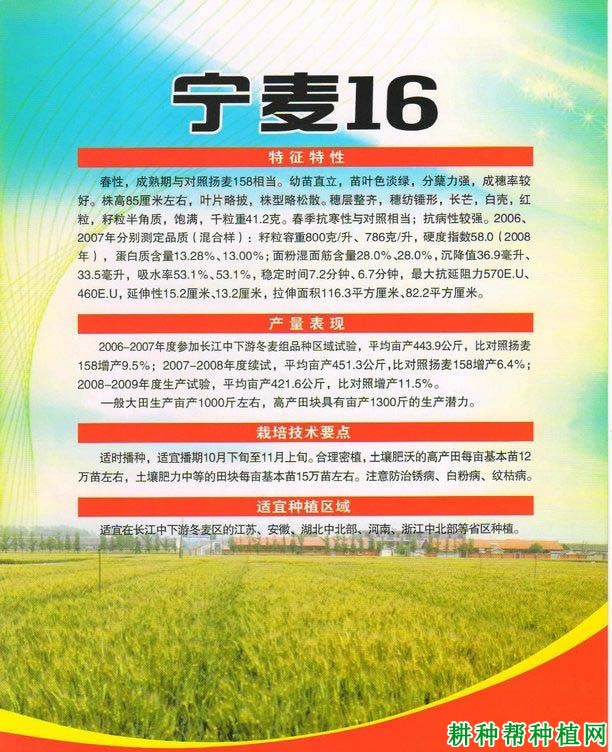 宁麦16小麦品种好不好? 宁麦16小麦品种好不好?
