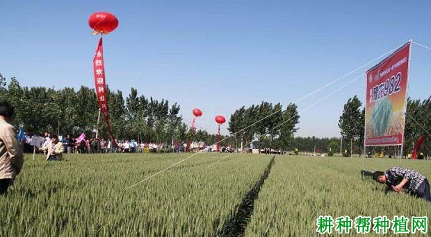 豫农982小麦品种好不好? 豫农982小麦品种好不好?