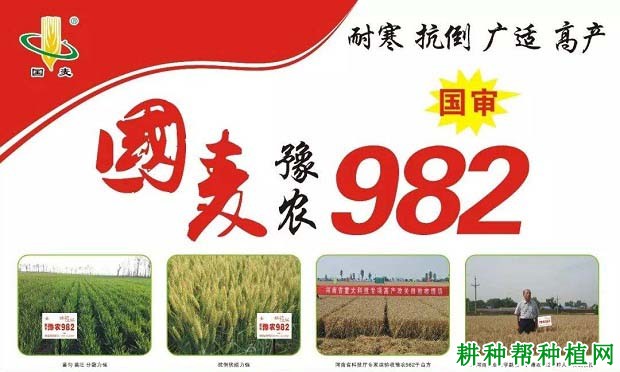豫农982小麦品种好不好? 豫农982小麦品种好不好?