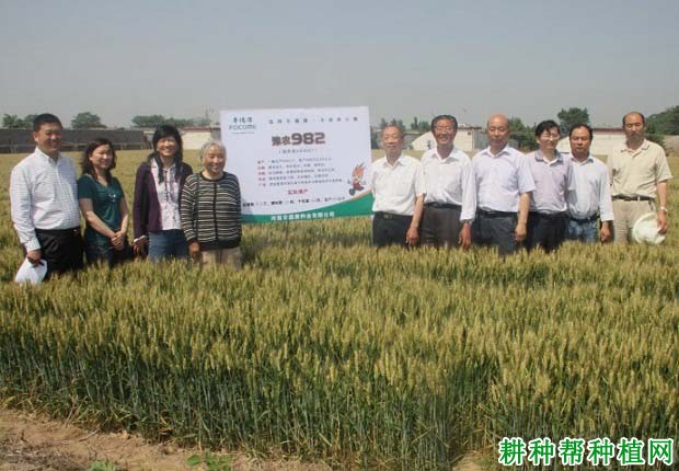 豫农982小麦品种好不好? 豫农982小麦品种好不好?