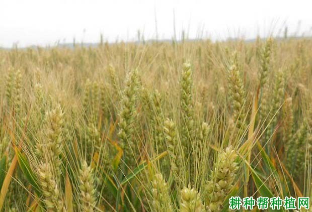 内麦988小麦品种好不好? 内麦988小麦品种好不好?