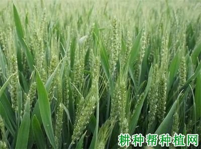 内麦988小麦品种好不好? 内麦988小麦品种好不好?
