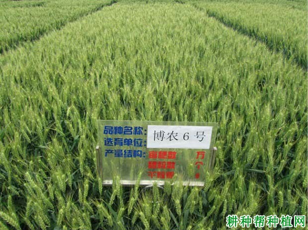 博农6号小麦品种好不好? 博农6号小麦品种好不好?