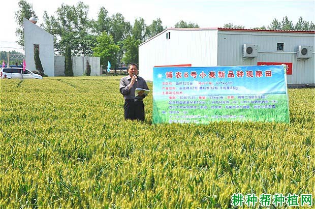 博农6号小麦品种好不好? 博农6号小麦品种好不好?