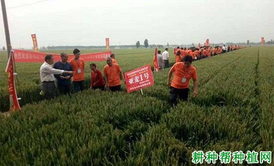 亚麦1号小麦品种好不好? 亚麦1号小麦品种好不好?