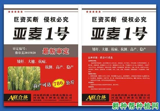 亚麦1号小麦品种好不好? 亚麦1号小麦品种好不好?