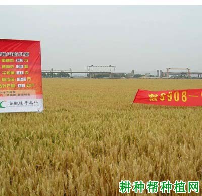 皖麦50号小麦品种好不好? 皖麦50号小麦品种好不好?