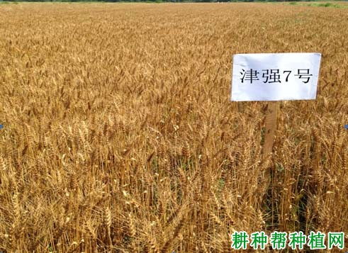 津强7号小麦品种好不好? 津强7号小麦品种好不好?