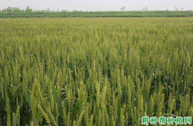 皖麦50号小麦品种好不好? 皖麦50号小麦品种好不好?