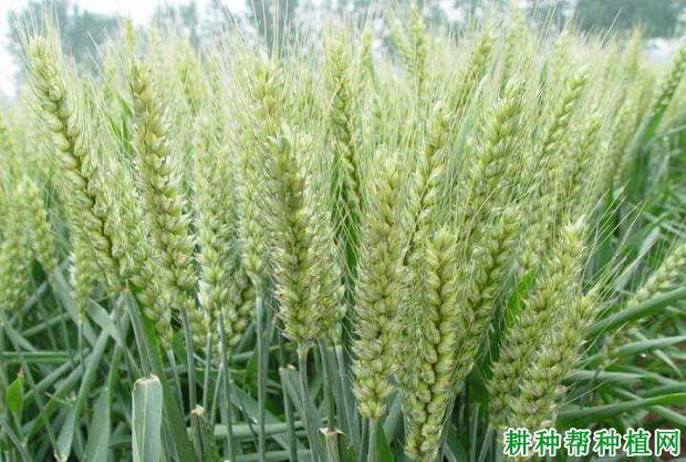 皖麦47小麦品种好不好? 皖麦47小麦品种好不好?