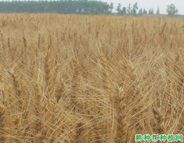 皖麦47小麦品种好不好? 皖麦47小麦品种好不好?