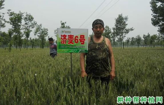 济麦6号小麦品种好不好? 济麦6号小麦品种好不好?