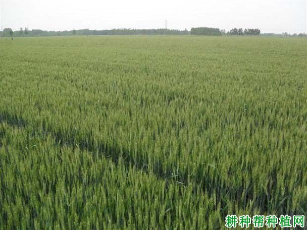 济麦6号小麦品种好不好? 济麦6号小麦品种好不好?