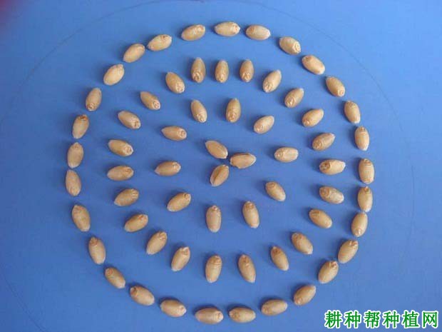 济麦6号小麦品种好不好? 济麦6号小麦品种好不好?