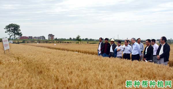 西农509小麦品种好不好? 西农509小麦品种好不好?
