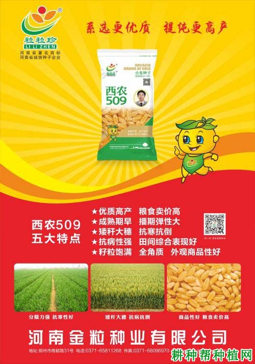 西农509小麦品种好不好? 西农509小麦品种好不好?
