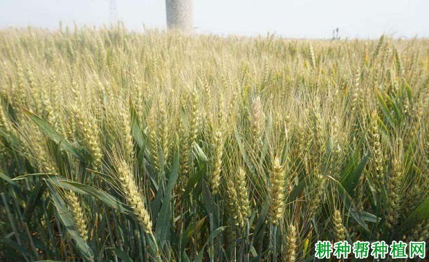 京冬22小麦品种好不好? 京冬22小麦品种好不好?