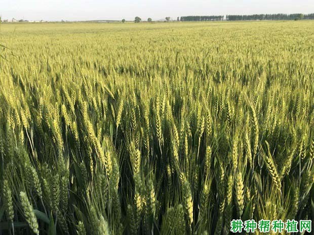 北农9549小麦品种好不好? 北农9549小麦品种好不好?