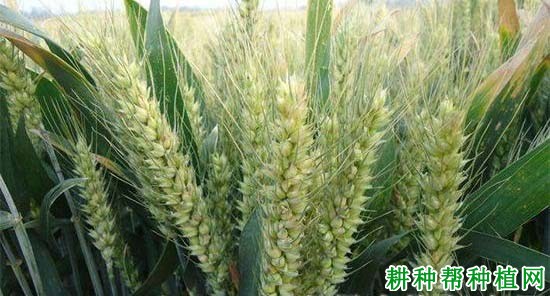 西农3517小麦品种好不好? 西农3517小麦品种好不好?