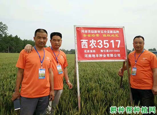 西农3517小麦品种好不好? 西农3517小麦品种好不好?